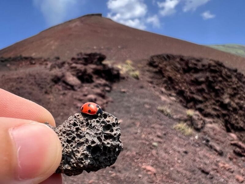 Catania: Etna Morning Excursion with Tasting and Pickup - Logistical Highlights and Practical Tips