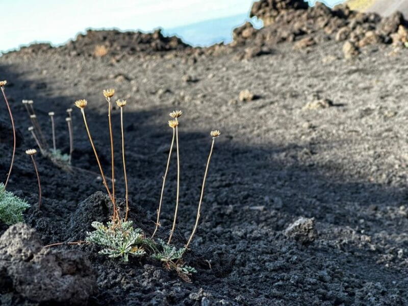 Catania: Etna Morning or Sunset Trek with Lava Tunnel & Gear - Key points / Takeaways