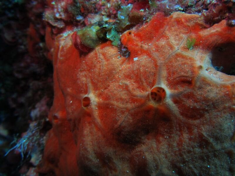 Catania: Gulf Scuba Diving Tour with Marine Biologist - Price and Value