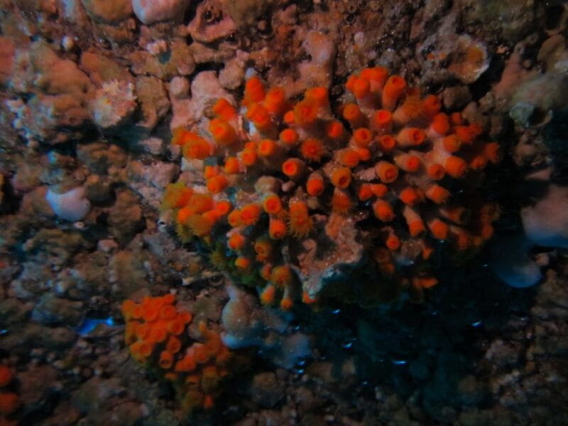 Catania: Gulf Scuba Diving Tour with Marine Biologist - Additional Perks and Tips