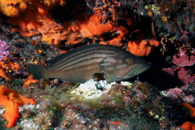 Catania: Scuba Diving Experience - Price and Value: What You Get for $79.30