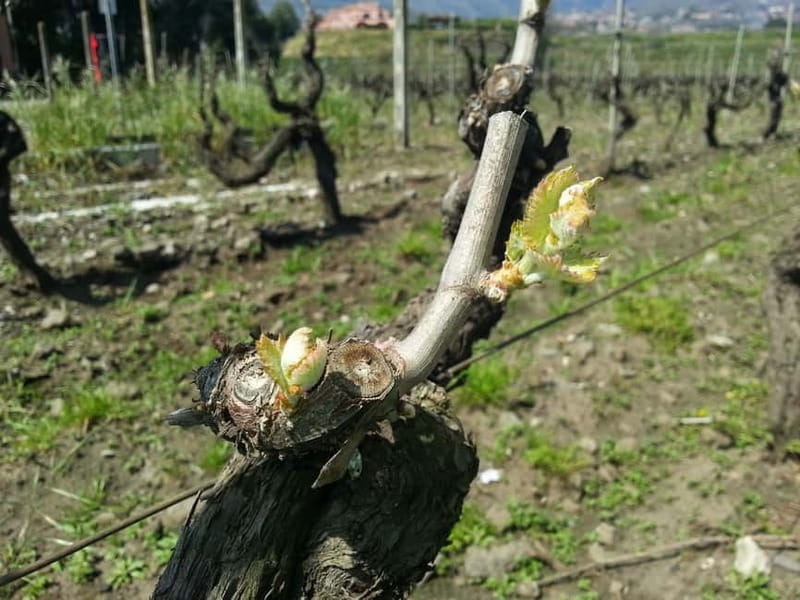 Catania : Wine and Lunch Tour - Key Points / Takeaways