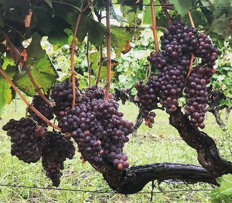 Catania : Wine and Lunch Tour - The Perfect Pairing: Food and Wine