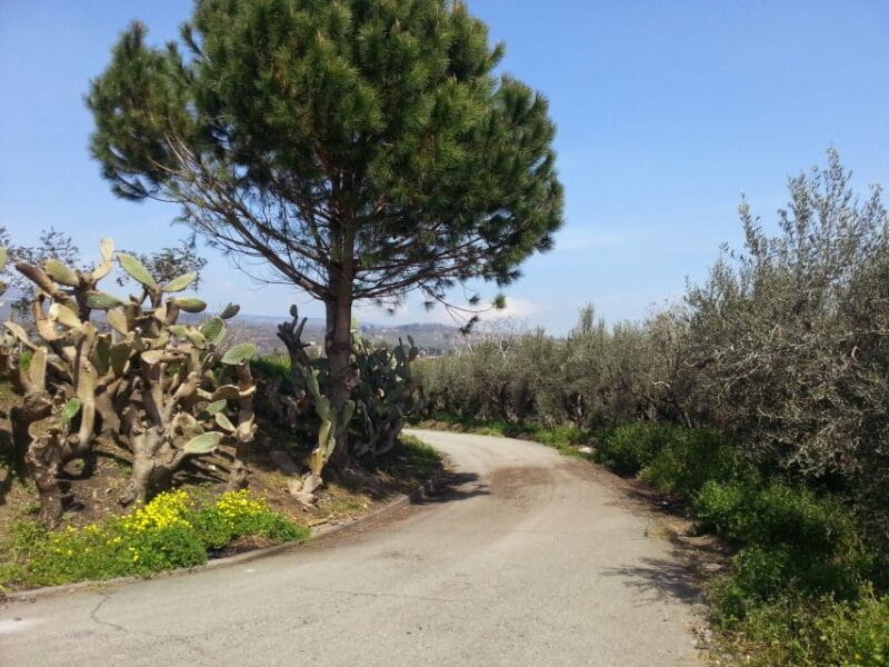 Catania : Wine and Lunch Tour - Is It Worth the Price?