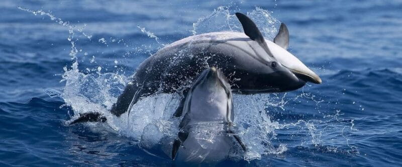 Caves & Dolphins - Combined Trip - Key Points / Takeaways