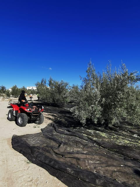 Cazorla: Oleotour - Olive Oil Culture Initiation - Olive Oil Sensory Tasting
