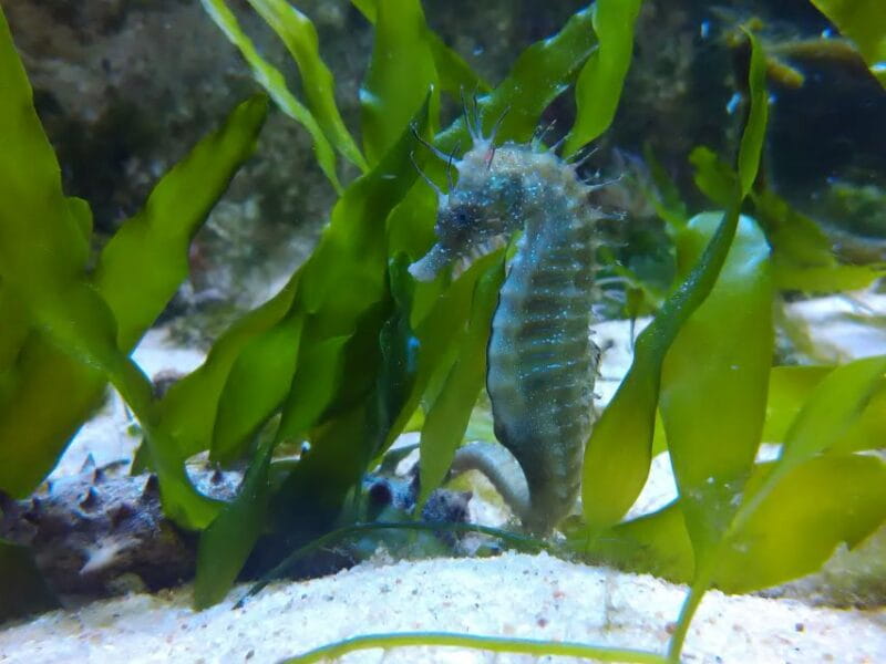 CCVAlgarve Family Ticket | 2 adults + Children - Price, Logistics, and Overall Value