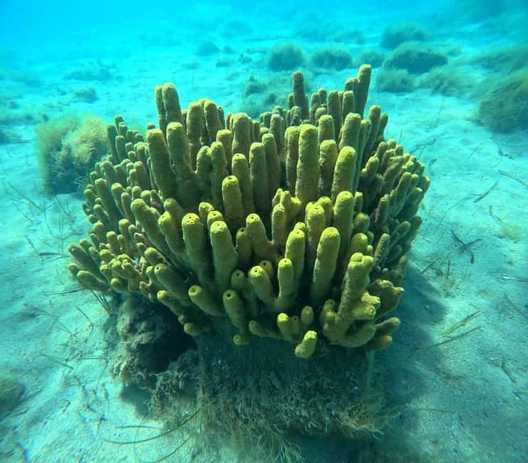 Chalkidiki: Snorkeling Adventure in Sithonia - Key points / Takeaways