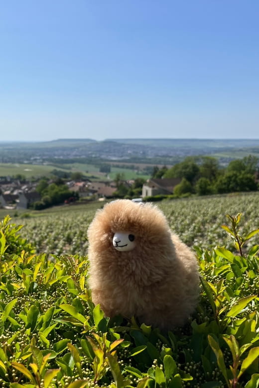 Champagne Private Day Trip: Epernay & Reims 9 glasses - The Significance of Dom Pérignon