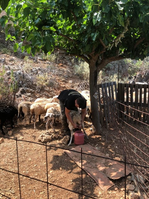 Chania Area: Cooking Class at a Farm in Stylos Village - Who Will Love This Experience?