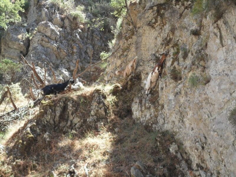 Chania: Imbros Gorge and Libyan Sea Day Tour - Final Thoughts: Who Is This Tour Perfect For?