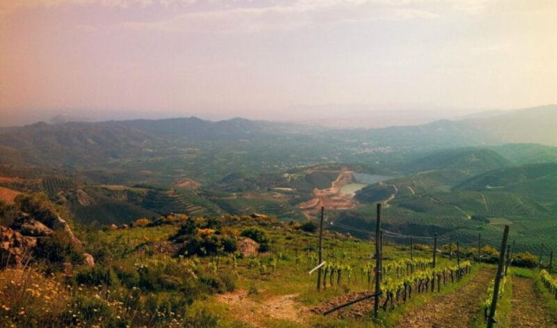 Chania Luxuries: Secrets of Wine and Olive Oil Tastings - Final Thoughts