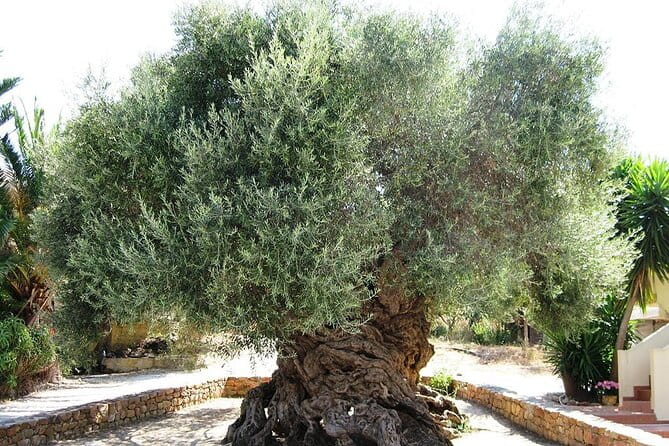 Chania Old Town - Millennial Olive Tree - Olive Oil Mill - Exploring Chania’s Old Town: An Architectural Tapestry