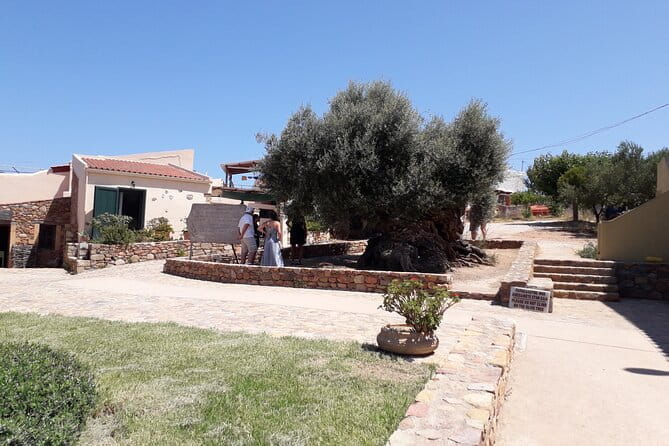 Chania Old Town - Millennial Olive Tree - Olive Oil Mill - The Experience: What You’ll Love