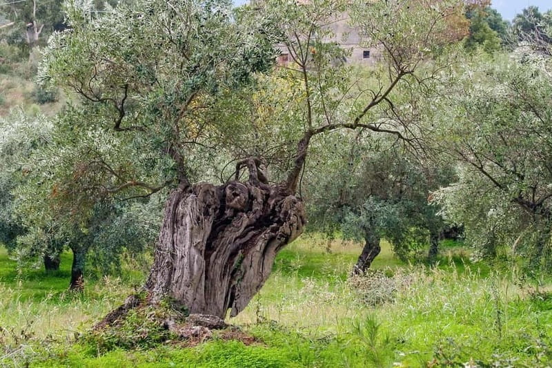 Chania: Olive Harvest Day Trip with Guide & Transport - The Detailed Experience of the Olive Harvest Day Trip