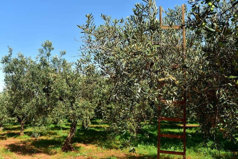 Chania: Olive Harvest Day Trip with Guide & Transport - Frequently Asked Questions (FAQs)