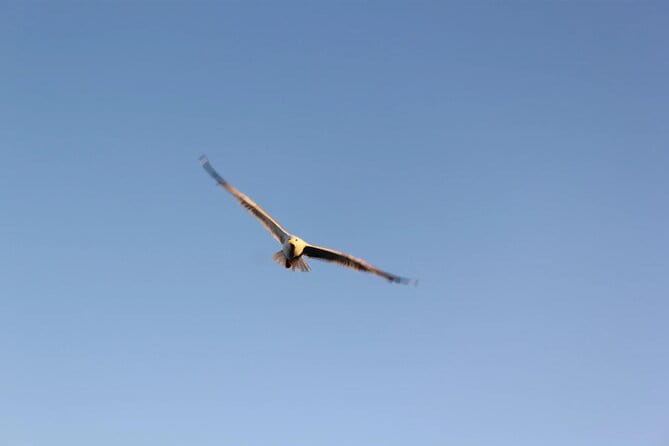 Chania Pink Beaches Private Tour: Elafonisi & Falassarna - Who Will Love This Tour?