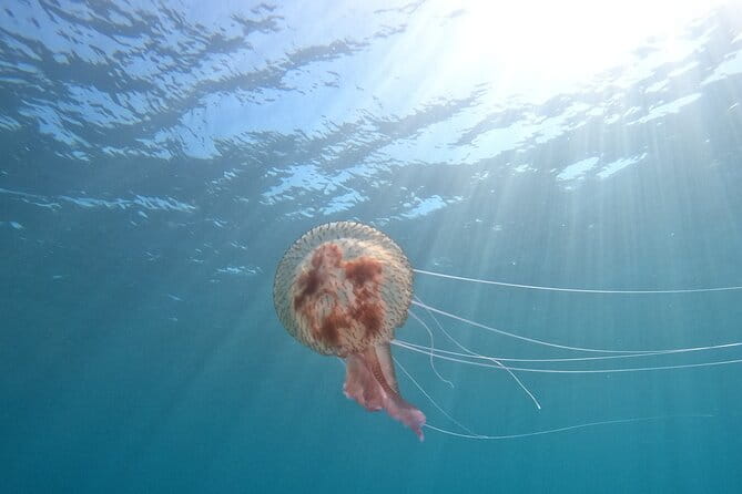 Chania Scuba Diving 2 Shore Dives(Receive Certification) - Introduction