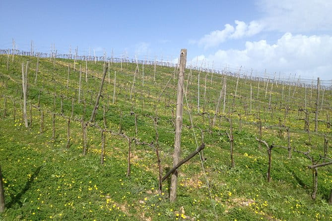 Chania Shore Excursion Off Road Vineyard and Winery Tour Half Day - Key Points: