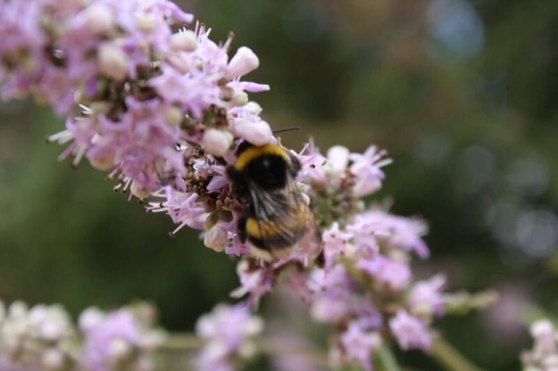 Chania Villages Private Tour: Explore the Authentic Crete! - Exploring the Details of the Chania Villages Private Tour