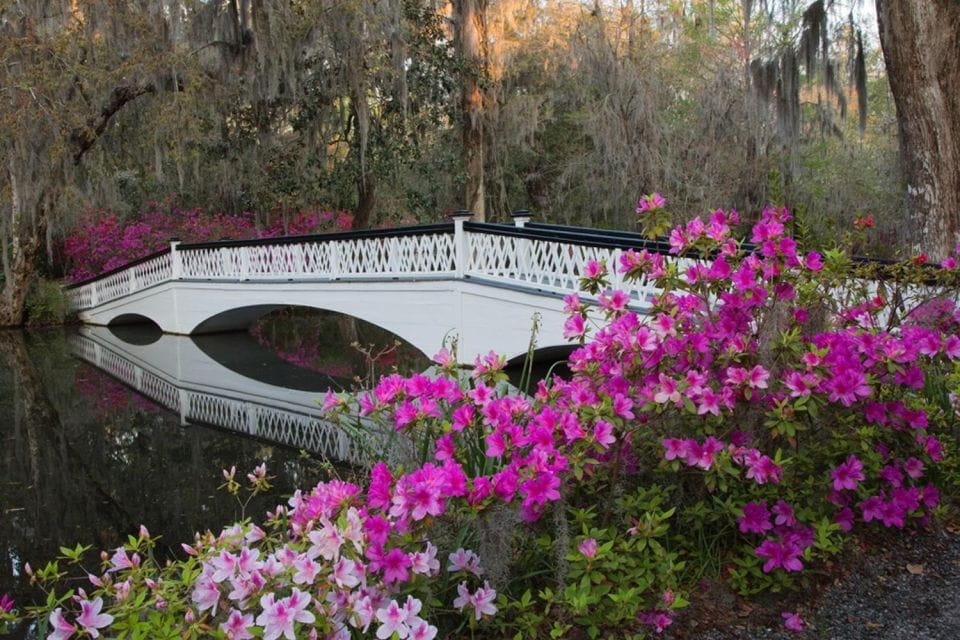 Charleston: Historic City Tour & Magnolia Plantation Combo - Tour Highlights