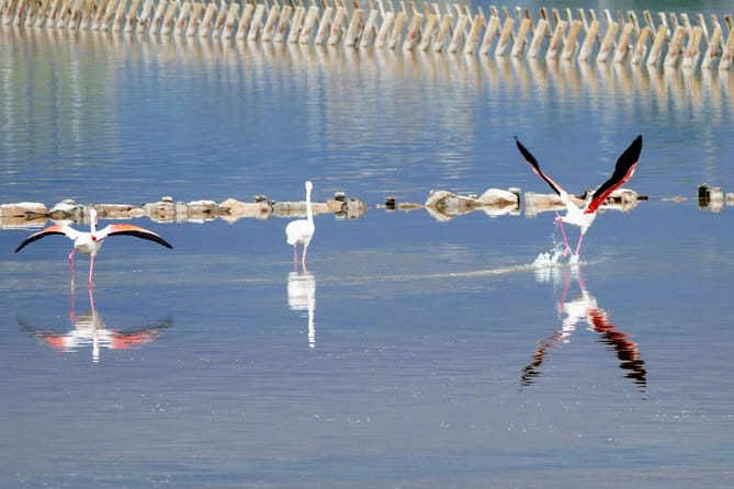 Charming Cagliari Tour - Walking the Old City: Porta Cristina and Castello