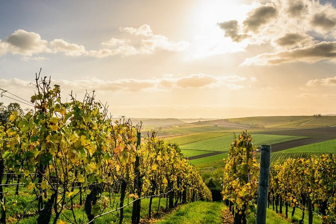 Chateauneuf du Pape and Luberon vineyard tour from Avignon - Key Points / Takeaways