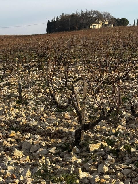 Châteauneuf-du-Pape: Full-day wine tour with sommelier - Is This Tour Worth the Price?
