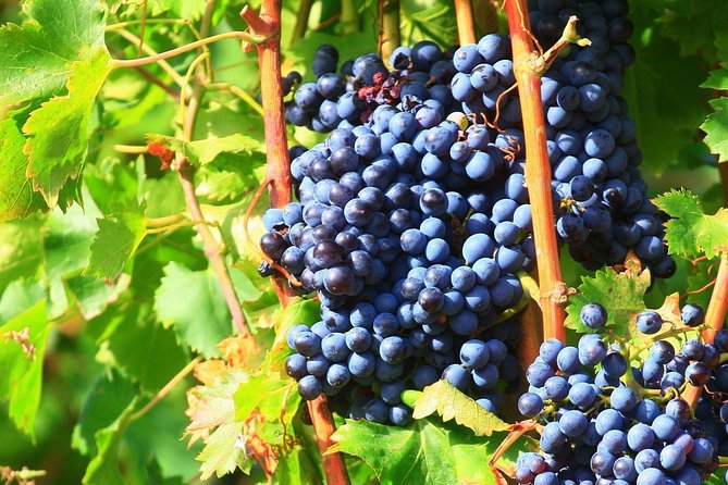 Châteauneuf Du Pape Wine Day Tasting Tour Including Lunch From Avignon - Cancellation Policy