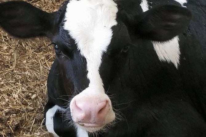 Cheese, Canals & Windmill Countryside E-Bike Tour Amsterdam - Tour Reviews and Recognition