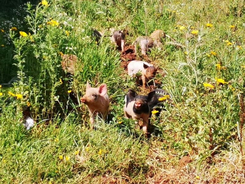Cheese Making and Tasting Tour from Cagliari with Lunch - An in-depth look at the Sardinian cheese tour from Cagliari