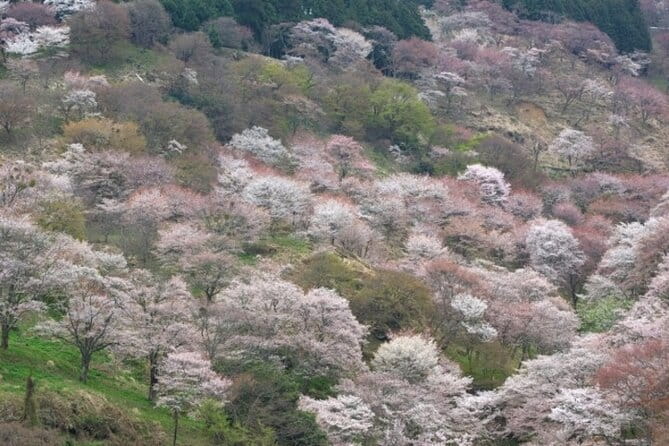 Cherry Blossom Buddha and Mt.Yoshino With Strawberry Picking Tour - Strawberry Picking Experience