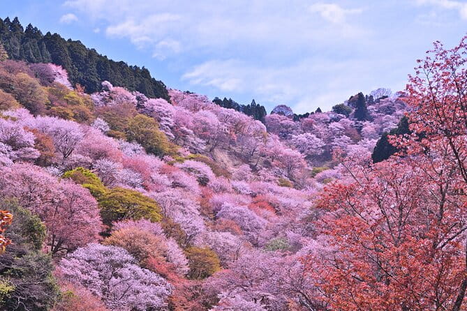 Cherry Blossom Buddha and Mt.Yoshino With Strawberry Picking Tour - Included Lunch and Local Cuisine
