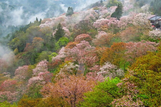 Cherry Blossom Buddha and Mt.Yoshino With Strawberry Picking Tour - Transportation and Logistics