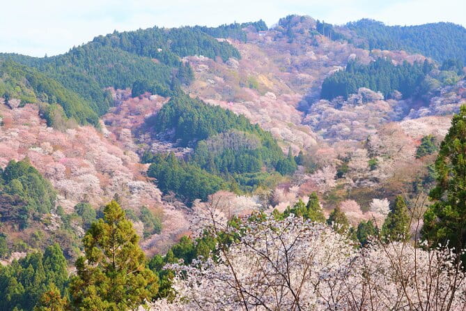 Cherry Blossom Buddha and Mt.Yoshino With Strawberry Picking Tour - Important Considerations for Travelers