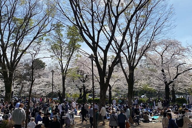 Cherry Blossom Guided Tour At Inokashira Park Kichijoji - Key Points