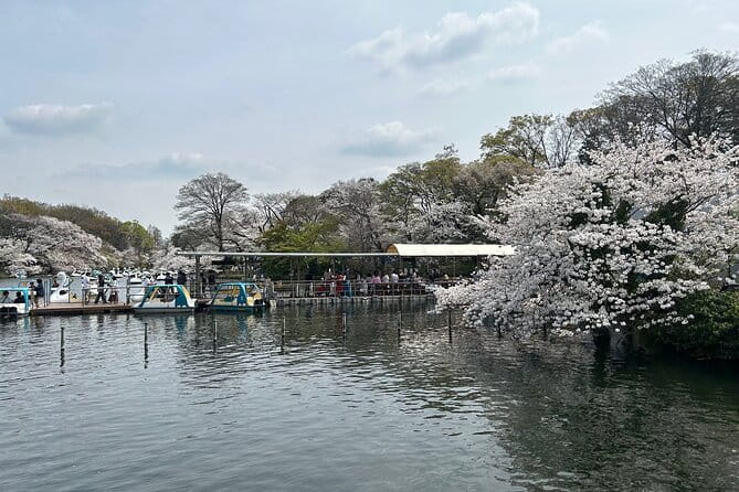 Cherry Blossom Guided Tour At Inokashira Park Kichijoji - Meeting Point and Start Time