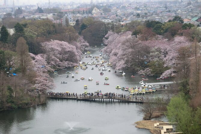 Cherry Blossom Guided Tour At Inokashira Park Kichijoji - Tour Highlights and Inclusions