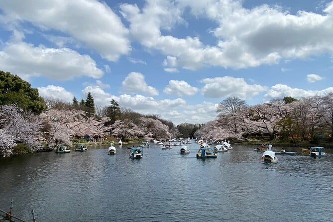 Cherry Blossom Guided Tour At Inokashira Park Kichijoji - Accessibility and Health Considerations