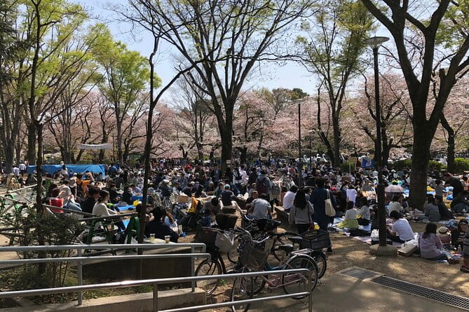 Cherry Blossom Guided Tour At Inokashira Park Kichijoji - Tips for Enjoying Your Visit