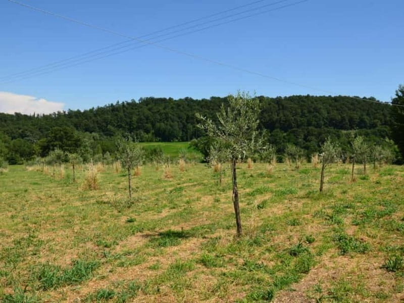 Chianciano: Olive Mill Tour with Oil and Food Tasting - Key Points / Takeaways