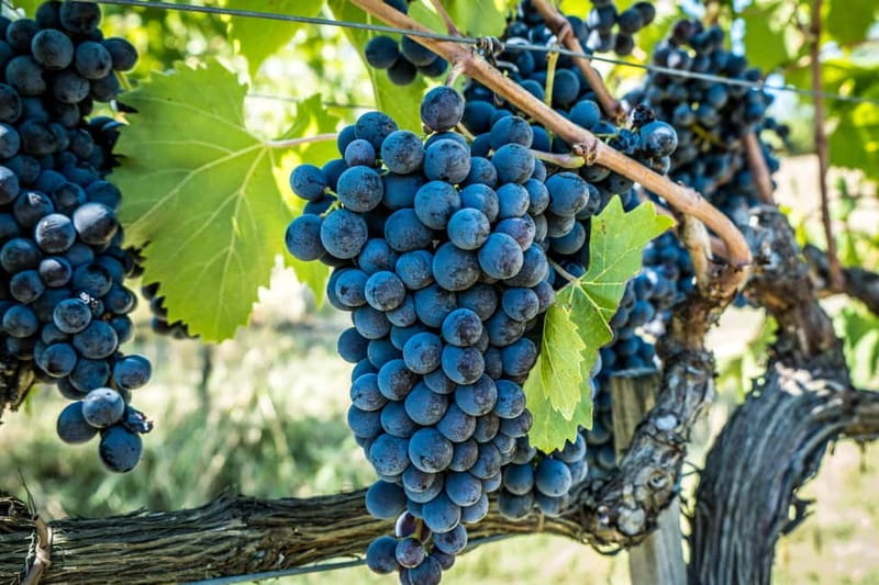 Chianciano Terme: Guided Winery Tour & Wine Tasting - FAQ