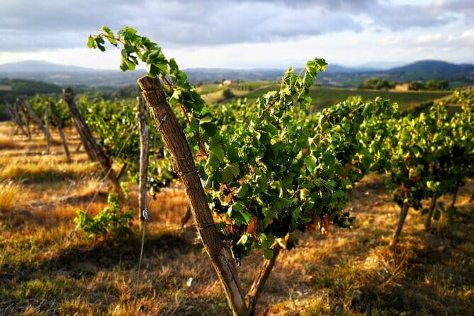 Chianti Classico E-bike Tour - Who Is This Tour Best For?