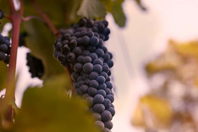 Chianti Colli Fiorentini Winery Tour 18km from Florence - Key points / Takeaways