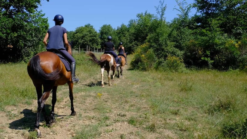 Chianti: Horseback Riding Through Vineyards and Woods - Experiencing Chianti on Horseback: A Detailed Look