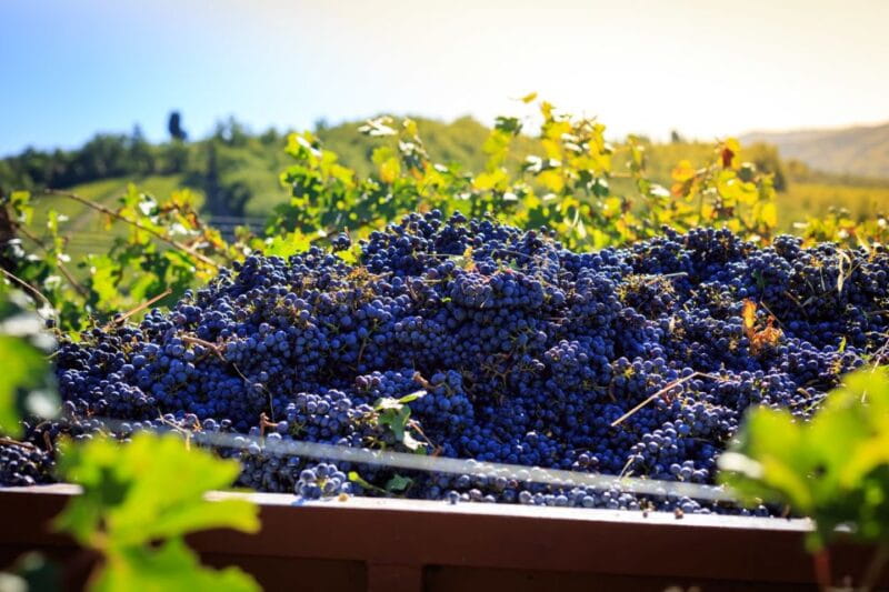 Chianti: Wine and Olive Oil Tasting with Cellar Tour - Final Thoughts: Authenticity, Flavor, and Value in Tuscany