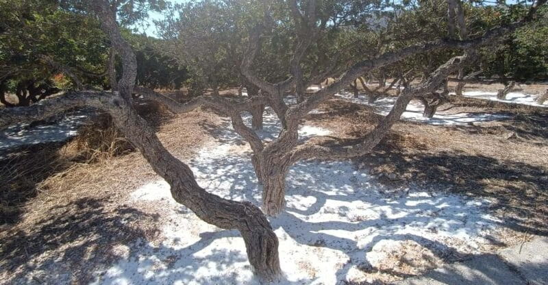 Chios: Mastiha shore excursion - Key points / Takeaways