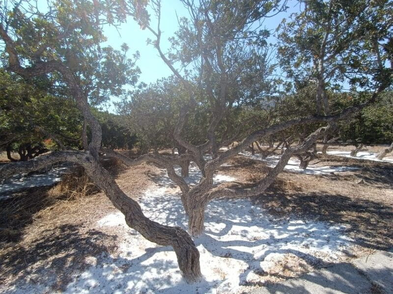Chios: Mastiha shore excursion - The Sum Up