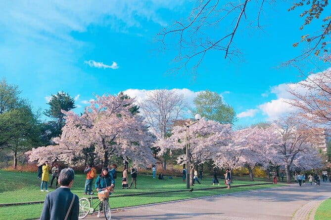 Chitose Airport to Sapporo Niseko Tomamu Private Transfer - Pickup and Drop-off Information