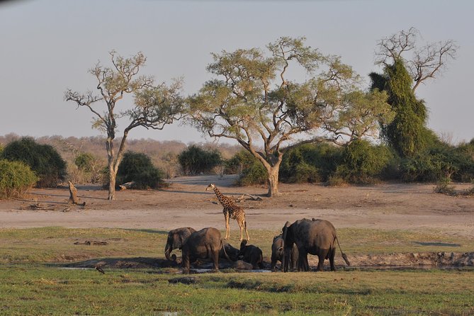 Chobe National Park Game Drive, Botswana - Elephant and Bird Populations
